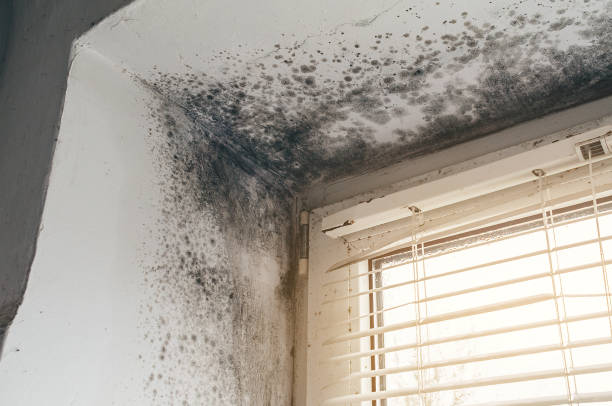Trusted Crawl Space Mold Removal service in Riverdale, NJ - Cheap Mold Removal